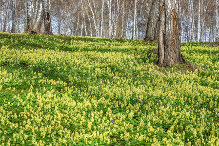 野花黄色的春天桦树科里达利斯