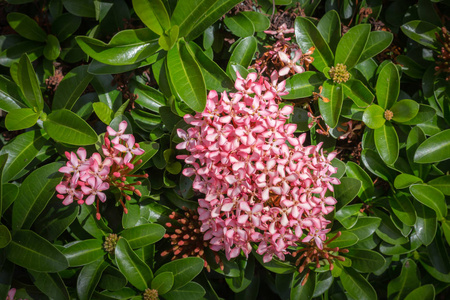 粉红色的红杉科花照片