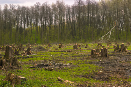 砍木头，森林灾害松绿树