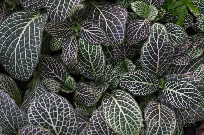 网纹草热带叶照片-正版商用图片0ybnro-摄图新视界