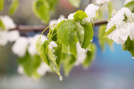 雪上开花的树在春天