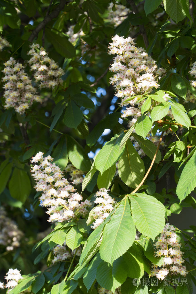 分支白色板栗花特写镜头