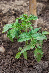 年轻的番茄植株在菜园里的空地图片