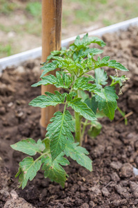 年轻的番茄植株在菜园里的空地