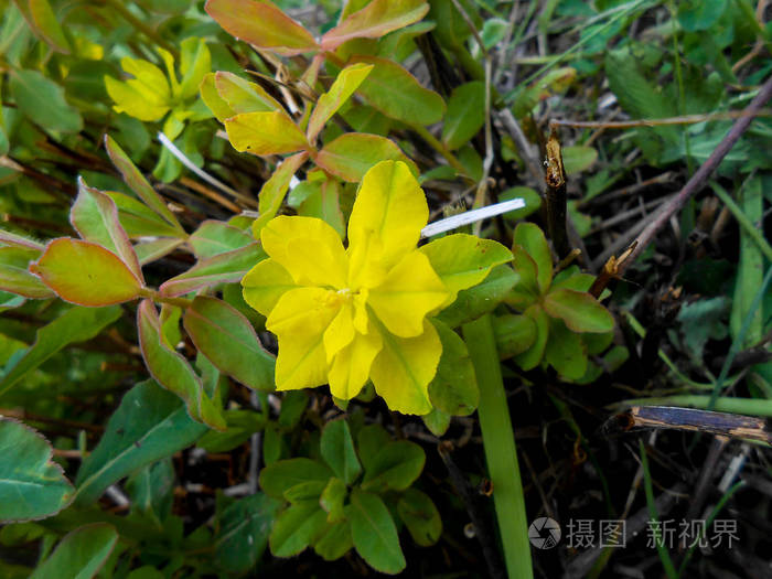 黄大戟花在草地上