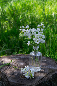 玻璃花瓶里的白色花, 草地上的老树桩上的瓶子