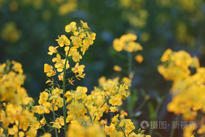 领域的黄色开花油菜