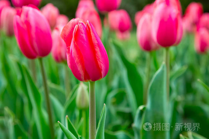 美丽的春天的花朵