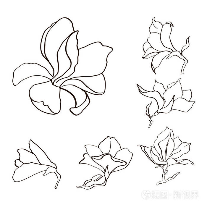 玉兰花设置大纲草图黑色和白色