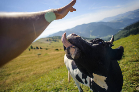 牛联系人舔图片