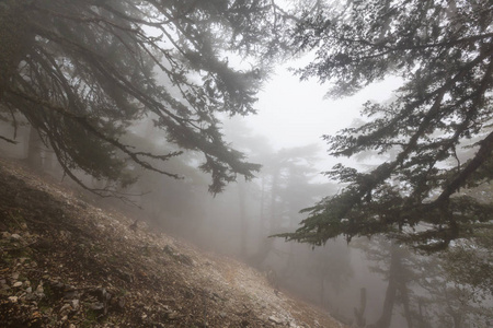 魔法雾气弥漫的森林