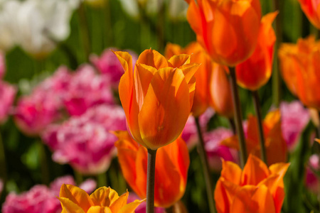五颜六色的郁金香的春天领域
