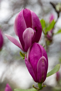 玉兰花树图片-玉兰花树素材-玉兰花树插画-摄图新视界