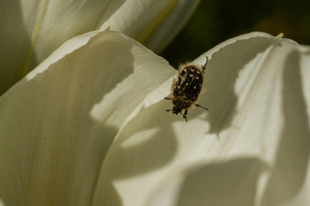 花瓣上有昆虫的白色郁金香