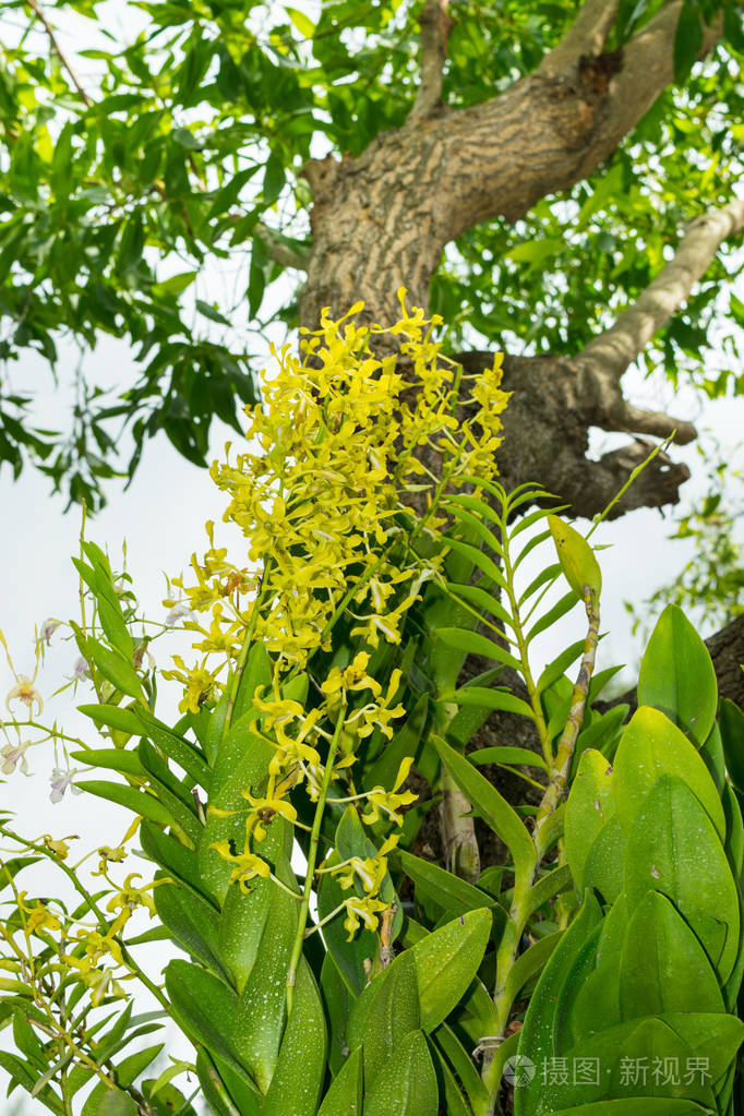 树上丛林里的野生黄色兰花