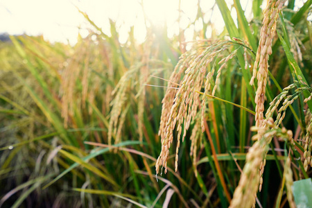 绿色水稻谷粒照片