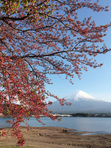 河口湖湖山梨日本富士山图片