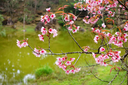 美丽的花