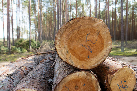 树木砍和堆放在森林