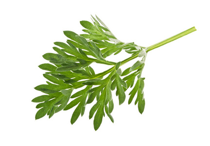 艾蒿在白色背景上图片