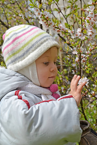 小女孩触动中国樱桃在春天的花园里的花