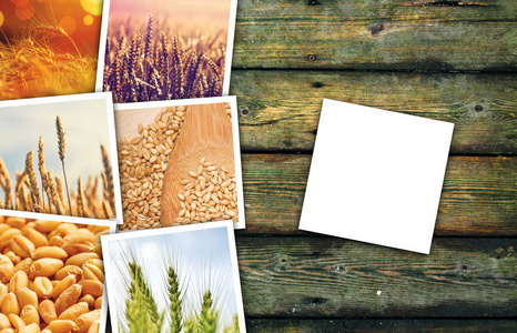 小麦籽粒养殖农业照片拼贴