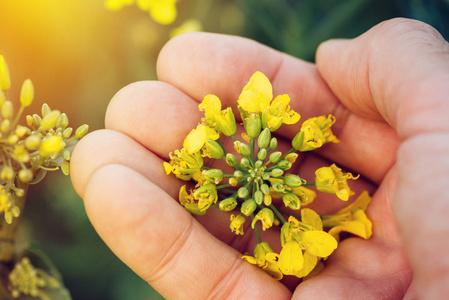 农民农艺师持有油菜油菜花图片