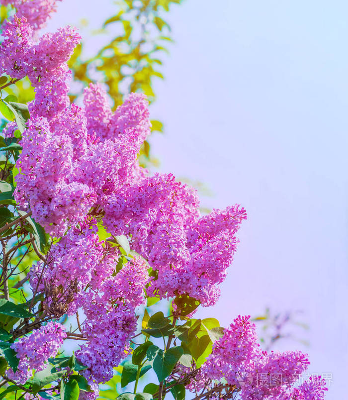 丁香盛开.一束美丽的鲜花特写.春天开花