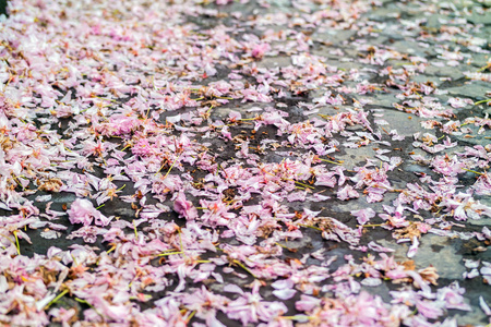 铺装粉红色的樱花花瓣图片