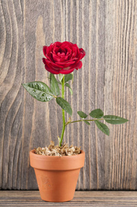 红红的玫瑰花朵上木制的背景