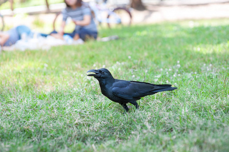 公园里的黑鸟