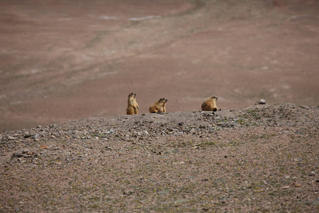 gopher 小非洲哺乳动物动物