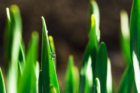 春天的绿草，在阳光下的一滴露珠。抽象的自然背景