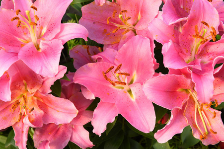 美丽的粉红色百合花