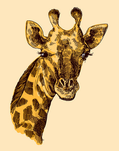 漂亮的手绘插图肖像 og 长颈鹿