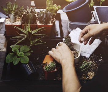 人园艺植物图片