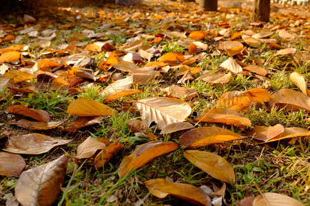 草地上的黄色落叶图片