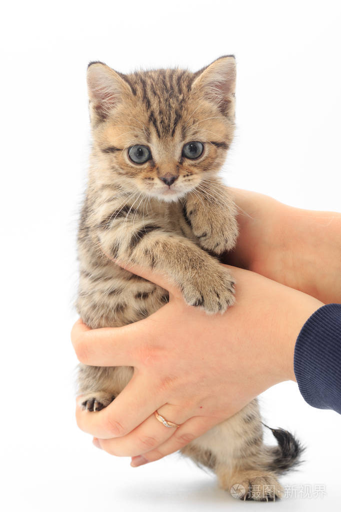 小可爱小猫条纹在白色背景上的男人的手照片-正版商用图片0ycjv6-摄图