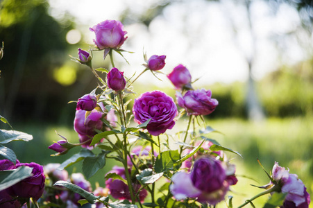 在花园里种植的玫瑰布什