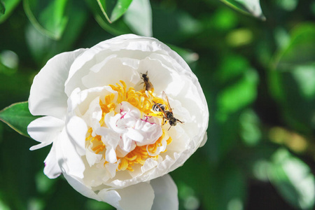 蜜蜂坐在白色牡丹花里面图片