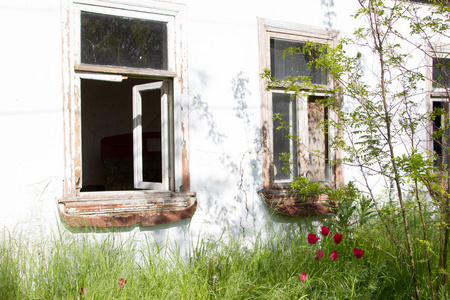 古老的乡村老房子木窗与绿草和红色郁金香