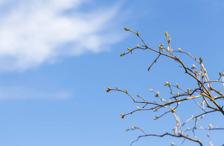 在蓝天的背景下, 有花蕾的树的枝条