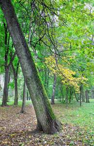 秋天公园的倾斜的树图片