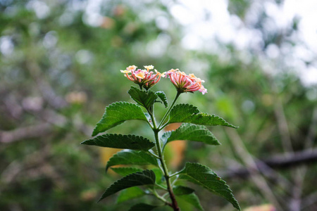 粉色花朵生长在字段中