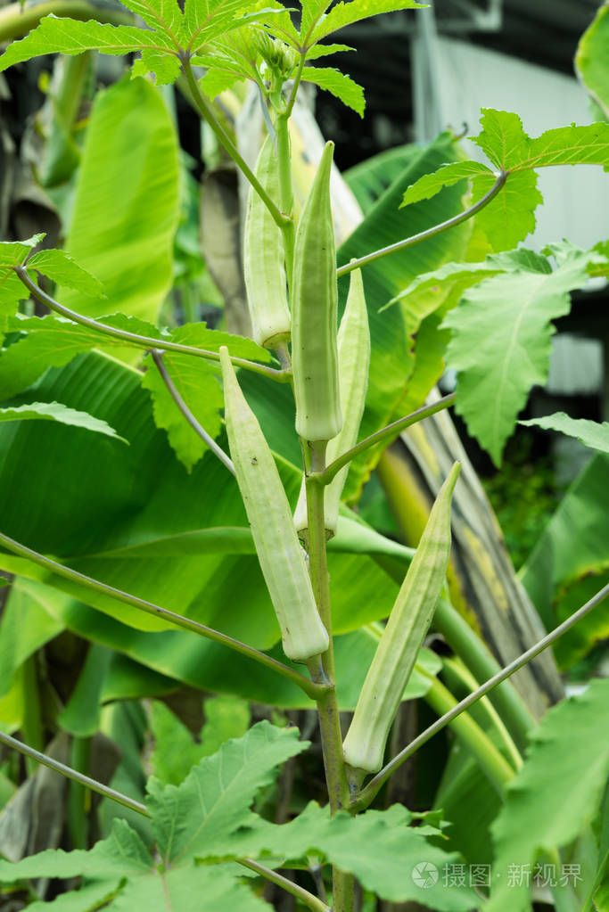 俄克拉荷马植物关闭有机农产品种植