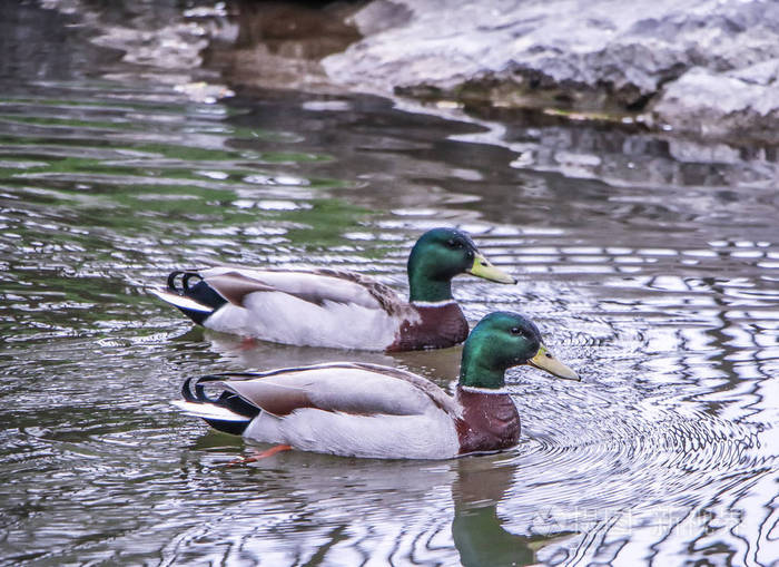 两个绿头鸭在春天在格伦瀑布在伊利县在纽约威廉姆斯威尔的池塘游泳