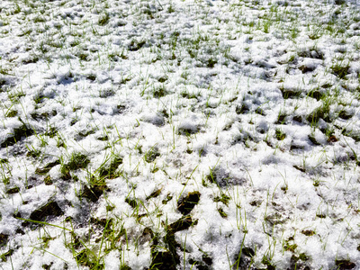 最后飘落的春雪落在绿叶和绿草上