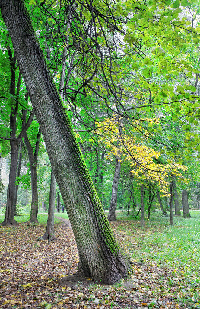 秋天公园的倾斜的树