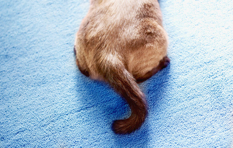 暹罗猫或密封棕色灰色眼睛的猫