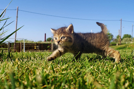 在草地上的小猫图片